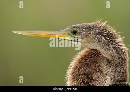 Anhinga, female, Everglades national park, Florida, USA / (Anhinga anhinga) | Amerikanischer Schlangenhalsvogel, weiblich, Everglades Nationalpark Stock Photo