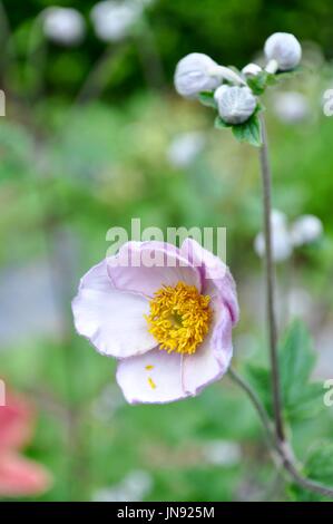 A closeup of a single Thalictrum delavayi 'splendide' flower (Meadow Rue) and several unopened buds highlighted through a shallow depth of field. Stock Photo