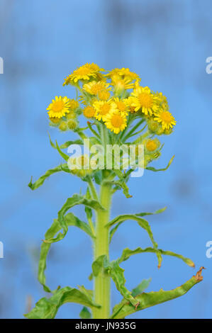 Marsh Fleawort, Texel, Netherlands / (Tephroseris palustris) | Moor-Greiskraut, Texel, Niederlande / (Tephroseris palustris) Stock Photo