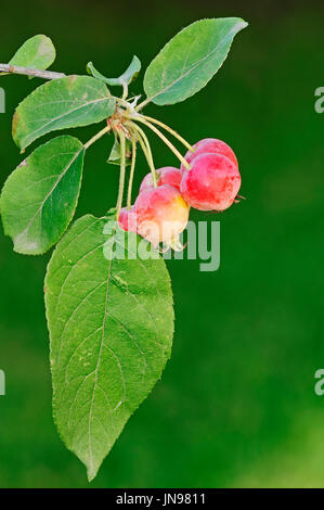 Tea Crabapple, fruits / (Malus hupehensis) | Teeapfel, Fruechte / (Malus hupehensis) Stock Photo