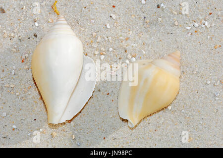 Sea Snail / (Conus spec.) | Meeresschnecke / (Conus spec.) Stock Photo