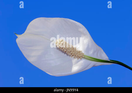 Peace Lily / (Spathiphyllum wallisii) | Einblatt / (Spathiphyllum wallisii) Stock Photo
