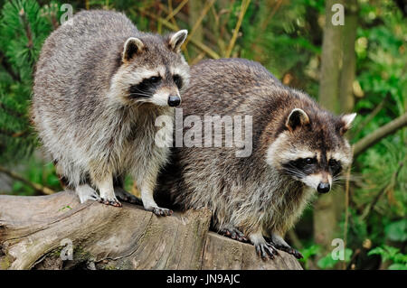 Raccoons, North Rhine-Westphalia, Germany / (Procyon lotor) / Common Raccoon, North American Raccoon, Northern Raccoon | Waschbaer / (Procyon lotor) Stock Photo