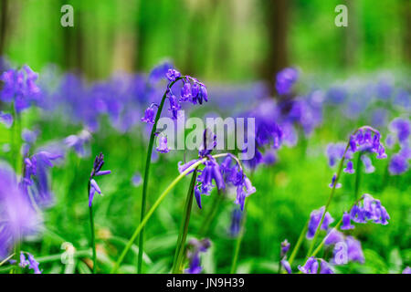 Magic blue forest near Bruxelles, springtime flowering, Belgium Stock Photo