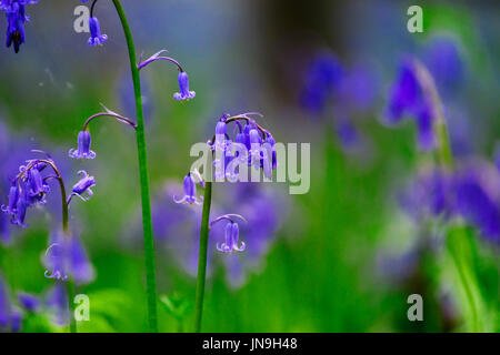 Magic blue forest near Bruxelles, springtime flowering, Belgium Stock Photo
