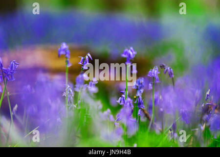 Magic blue forest near Bruxelles, springtime flowering, Belgium Stock Photo