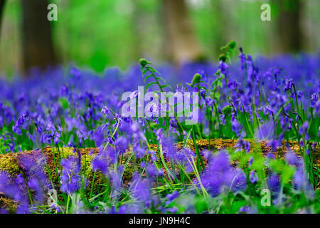 Magic blue forest near Bruxelles, springtime flowering, Belgium Stock Photo