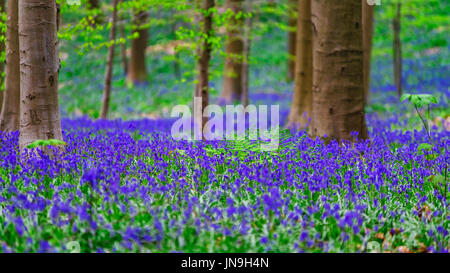 Magic blue forest near Bruxelles, springtime flowering, Belgium Stock Photo
