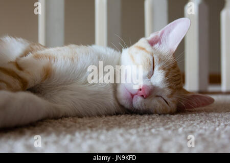 cat sleeping peacefully on floor Stock Photo