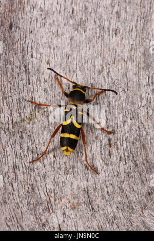 Wasp Beetle (Clytus arietis) adult resting on wood, Monmouth, Wales, June Stock Photo