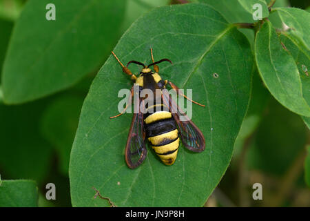 Hornet Clearwing Moth (Sesia apiformis) female at rest on leaf, Estonia, July Stock Photo
