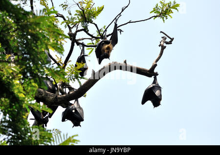 Giant fruit bats in Sri Lanka Stock Photo