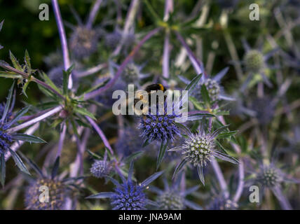 Close up of forest cuckoo bee on purple spiky sea holly, Eryngium Tripartitum, Scotland, UK Stock Photo