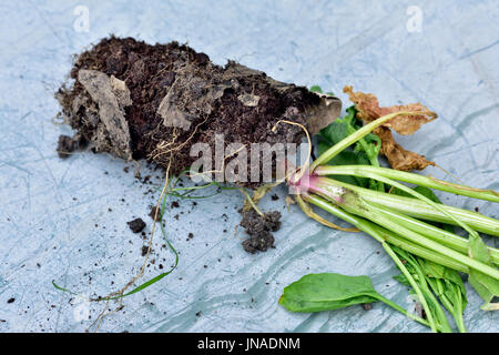 Root bound spinach plant started in thin cardboard tube and not able to escape as tube not disintegrating quick enough Stock Photo