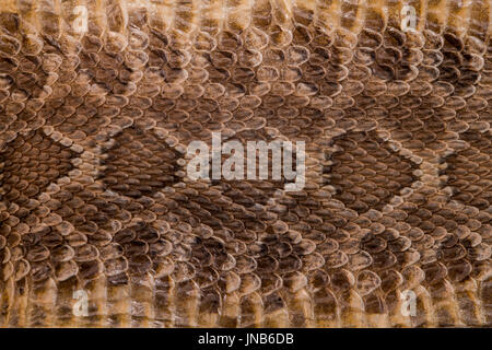Rattlesnake Skin Stock Photo
