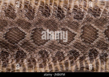 Rattlesnake Skin Stock Photo
