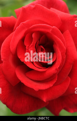 Single Red Rose Stock Photo