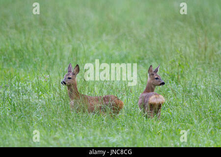 Two Roe deer fawns, twins of about 8 weeks old, in a meadow during a rain shower Stock Photo