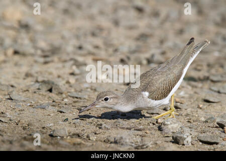 A spotted sandpiper Actitis macularia foraging for insects at the lake shore