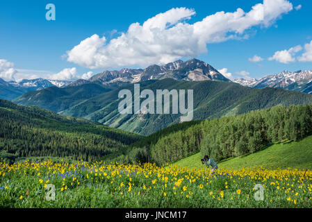 Woman nature photographer working the wildflowers at Annie Basin in the Rocky Mountains near Aspen, Colorado. Stock Photo