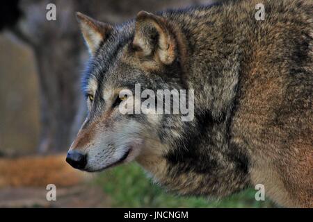 Timber Wolf staring Stock Photo