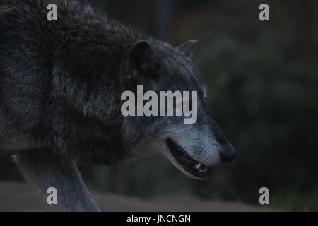 Timber Wolf running along Stock Photo