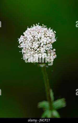 Common Valerian, blossoms, flowers, Baldrian-Blüten, Echter Baldrian ...