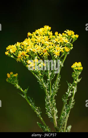 Tansy Ragwort, North Rhine-Westphalia, Germany / (Senecio jacobaea, Jacobaea vulgaris) | Jakobsgreiskraut, Nordrhein-Westfalen, Deutschland Stock Photo
