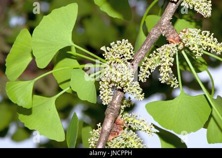 Foliage and pollen-bearing cones of male ginkgo (Ginkgo biloba). Stock Photo