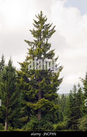 Golden Norway spruce (Picea abies Aurea) shot in natural environment (Slovenia, Loški potok). Stock Photo