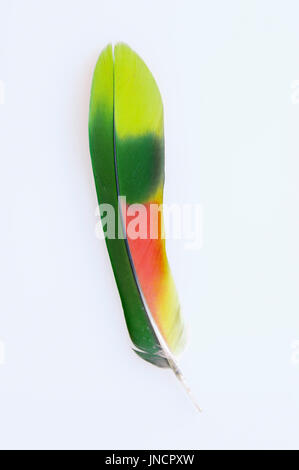 Yellow-headed Amazon, feather / (Amazona oratrix) Stock Photo