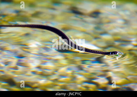 The grass snake (Natrix natrix) is swimming on a surface of water. Stock Photo