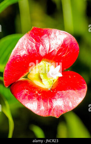 Close up of Hooker’s Lips (Psychotria elata). This plant is most recognized for its pair of bright red lip-shaped bracts. Stock Photo