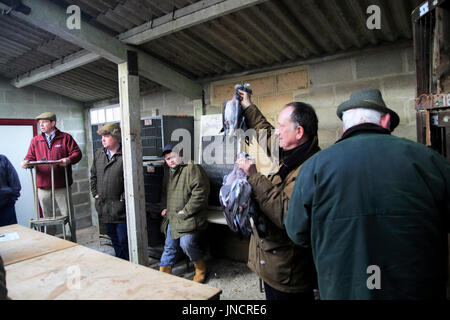 Dead wood pigeons for sale at traditional country auction, Campsea Ashe, Suffolk, England, UK Stock Photo