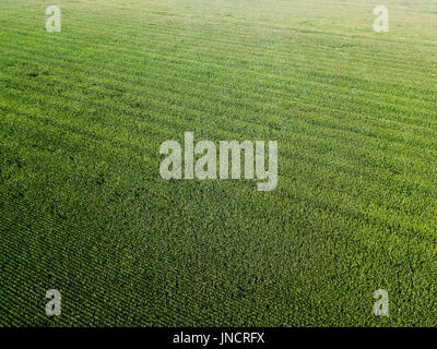 Aerial Drone View Of Green Corn Plantation Ready For Harvest Stock Photo