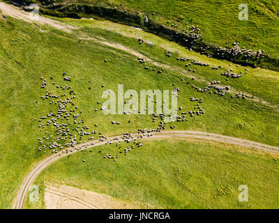 Aerial Drone View Of Sheep Herd Feeding On Grass Stock Photo