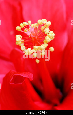 Chinese Hibiscus, blossom detail / (Hibiscus rosa-sinensis) | Hibiskus, Bluetendetail / (Hibiscus rosa-sinensis) Stock Photo