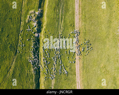 Aerial Drone View Of Sheep Herd Feeding On Grass Stock Photo