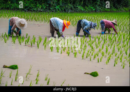Farmers are growing rice in the farm in rural of Thailand Stock Photo