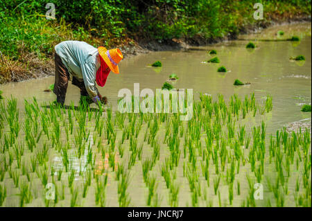 Farmer is growing rice in the farm in rural of Thailand Stock Photo