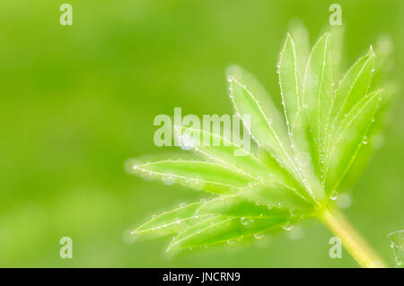 Blue Pod Lupine, leaf with drops of water / (Lupinus polyphyllus) / Common Lupine | Stauden-Lupine, Blatt / (Lupinus polyphyllus) Stock Photo