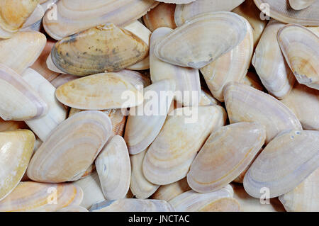 Banded Wedge shells, Texel, Netherlands / (Donax vittatus) / Banded Donax | Saegezaehnchen, Muschelschalen / (Donax vittatus) Stock Photo