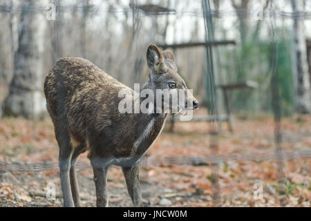 Siberian musk deer hoofed animal rare pair Stock Photo