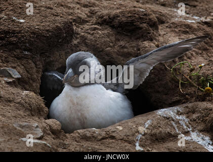 Atlantic puffling, Fratercula arctica, stretching wings in burrow Stock Photo