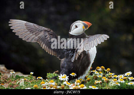 Atlantic puffin, Fratercula arctica, flapping wings on cliff edge Stock Photo