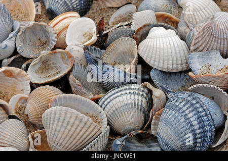 Common European Cockle shells, Texel, Netherlands / (Cerastoderma edule, Cardium edule) | Essbare Herzmuschel, Muschelschalen, Texel, Niederlande Stock Photo