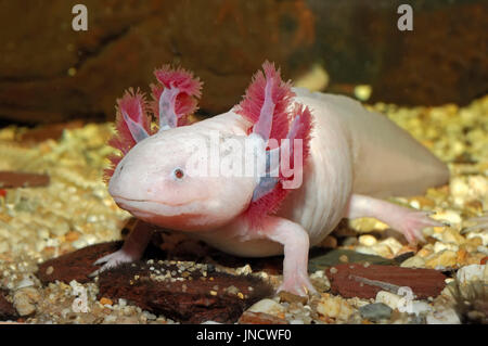Axolotl / (Ambystoma mexicanum)  | Mexican Salamander / (Ambystoma mexicanum) / Mexican Axolotl Stock Photo