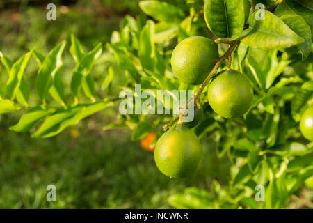 Green lemons growing on a lemon tree in Martinique Stock Photo