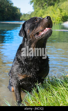 wet rottweiler standing in a river, in holidays Stock Photo