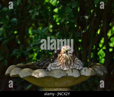 Juvenile Cooper's hawk (Accipiter cooperii) sitting in  birdbath cooling off with slightly blurred foliage background, taken late afternoon.in Georgia Stock Photo
